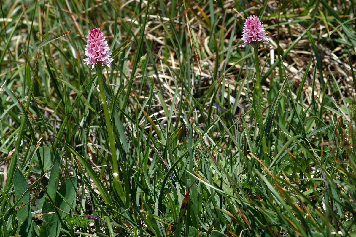 Nigritella stiriaca