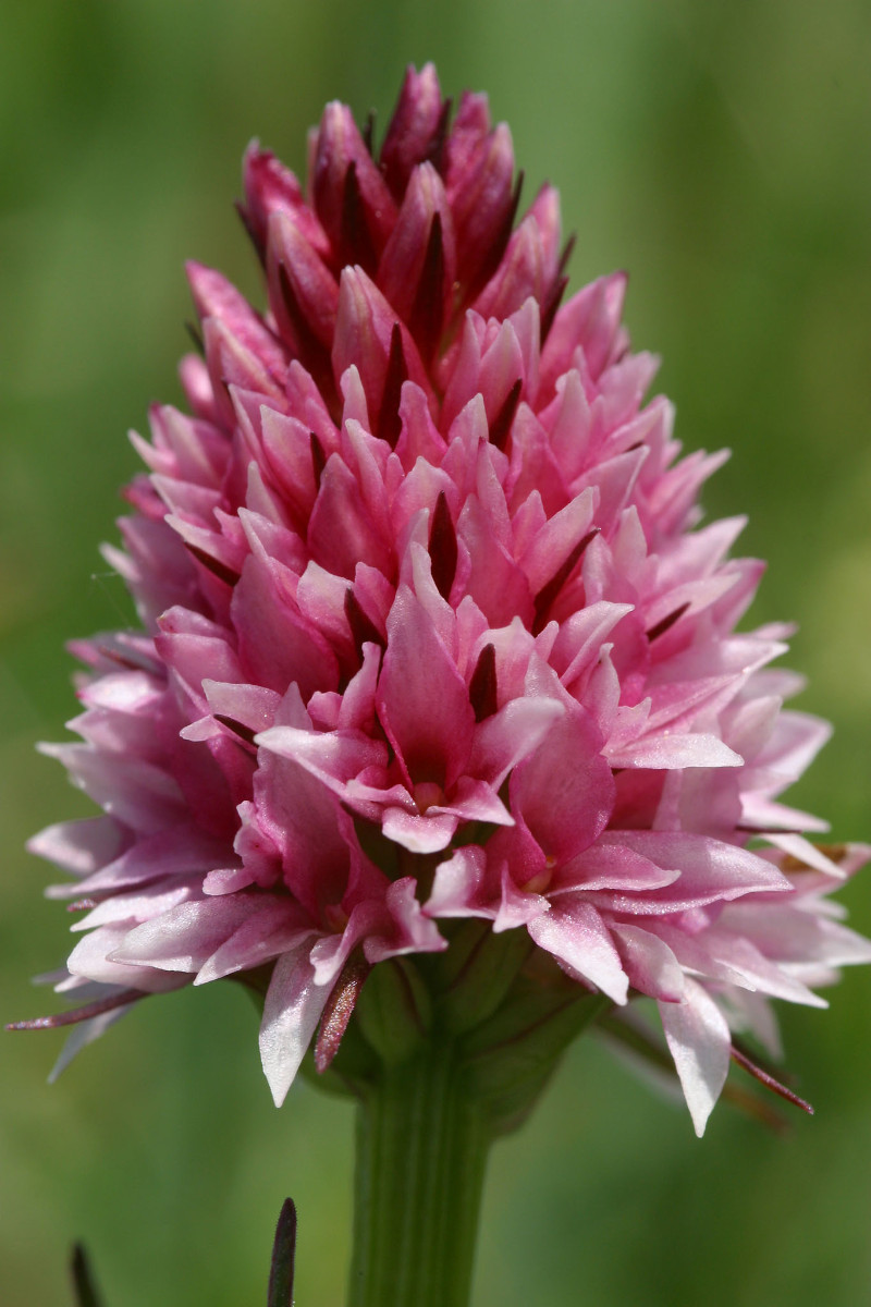 Nigritella stiriaca