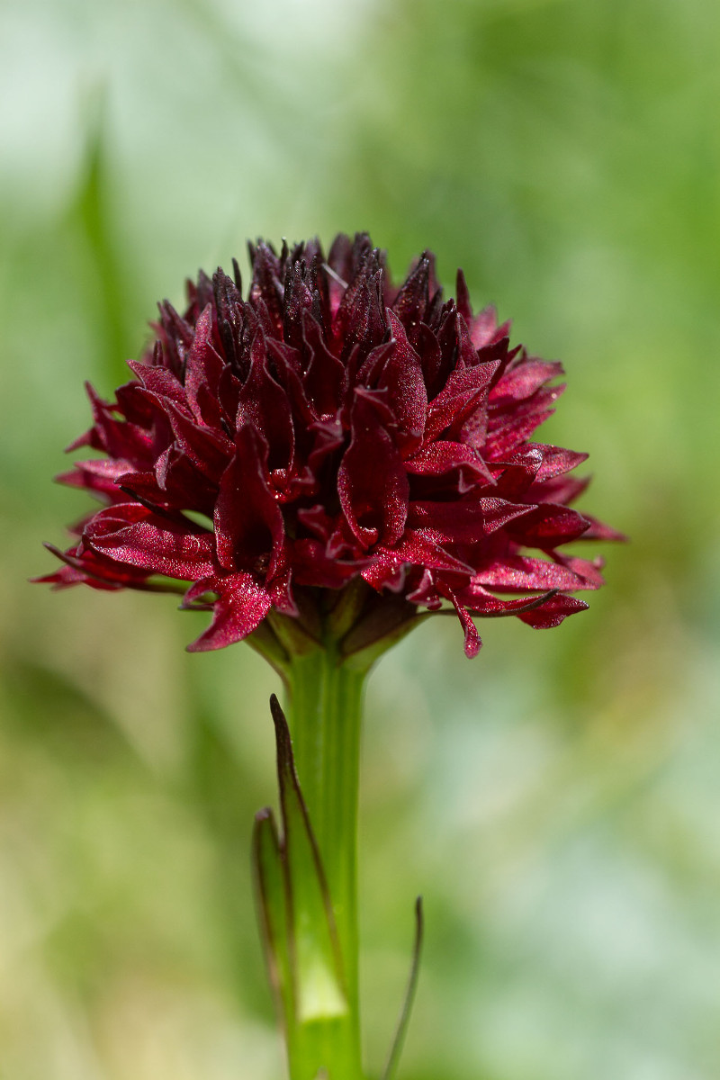 Nigritella austriaca - Österreichisches Kohlröschen ist auch gut vertreten