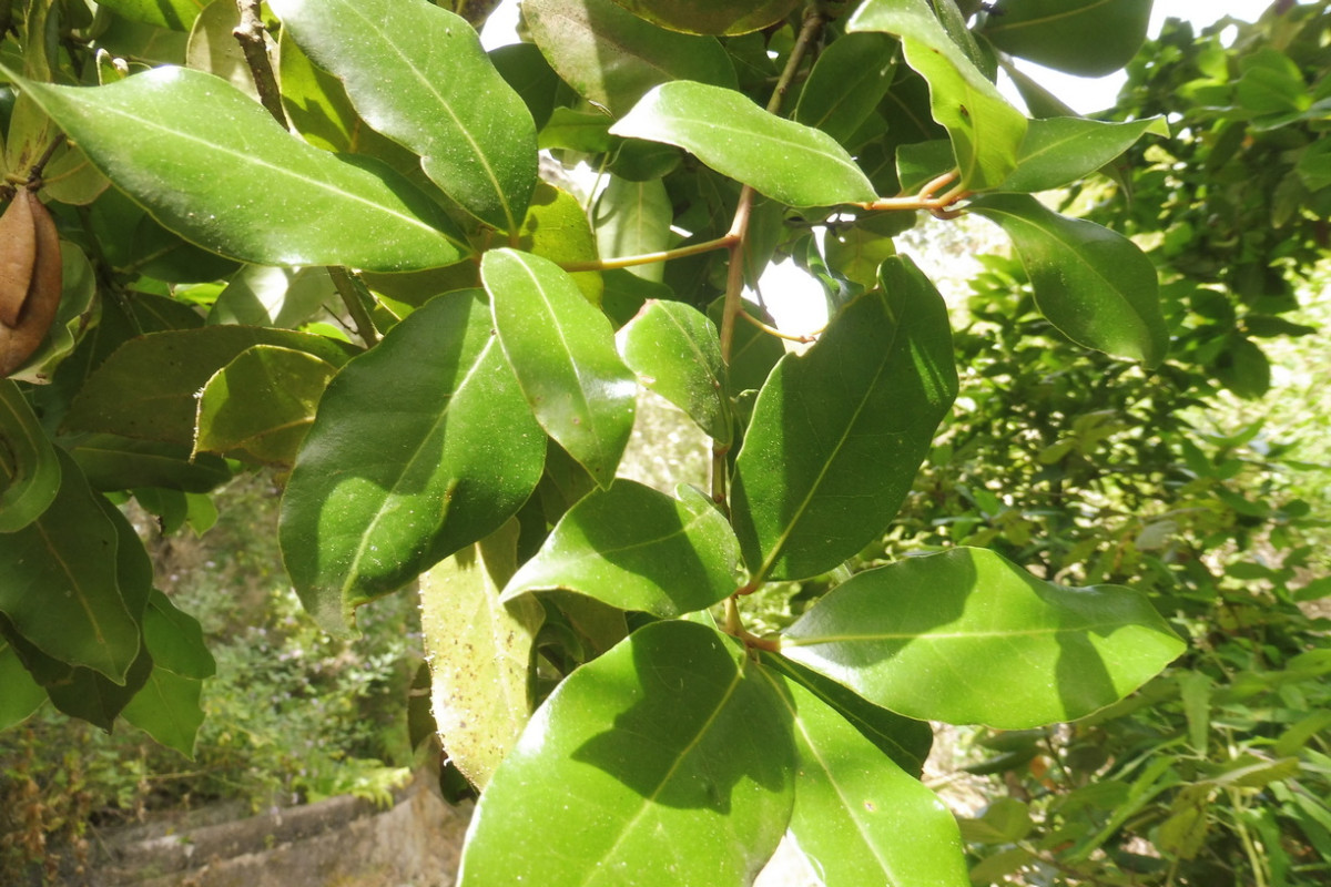 Apollonias barbujana 2.JPG