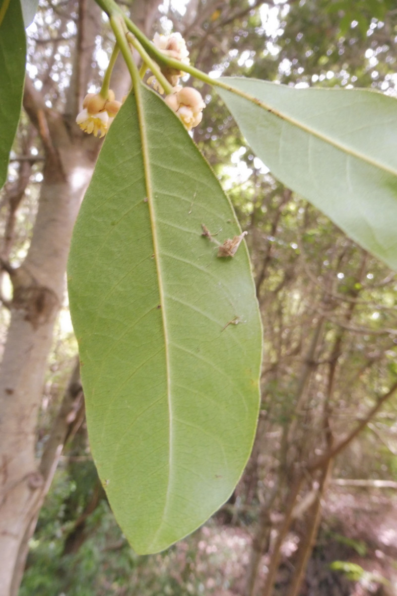 Laurus azorica 2.JPG