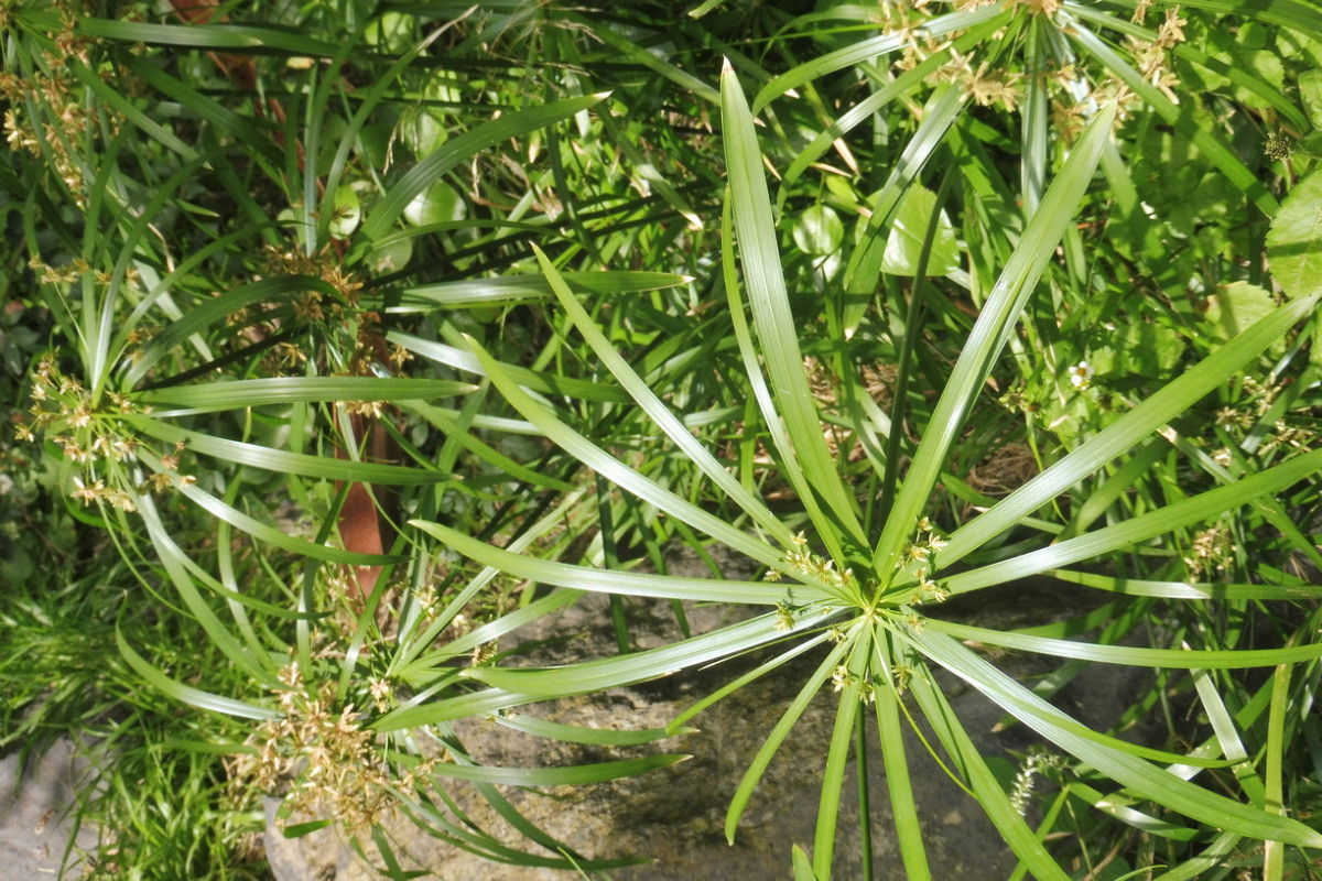 Cyperus 1.JPG