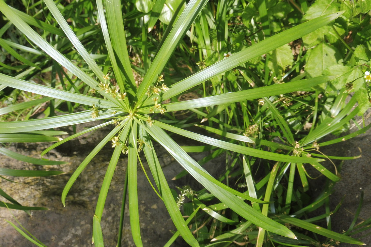 Cyperus 2.JPG