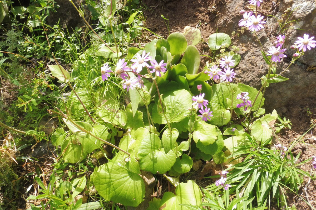 Pericallis Barranco de Ruiz 1.JPG