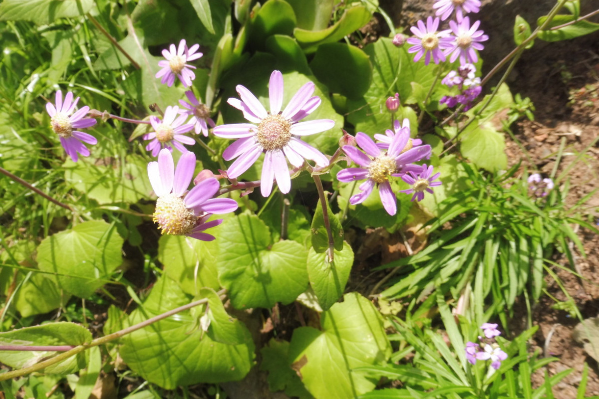 Pericallis Barranco de Ruiz 3.JPG