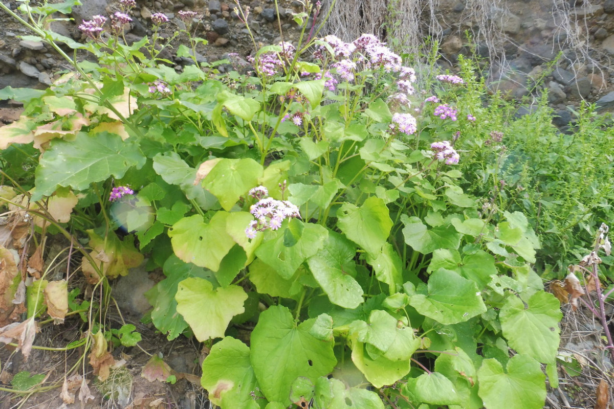 Pericallis Küste Barranco de Ruiz.JPG