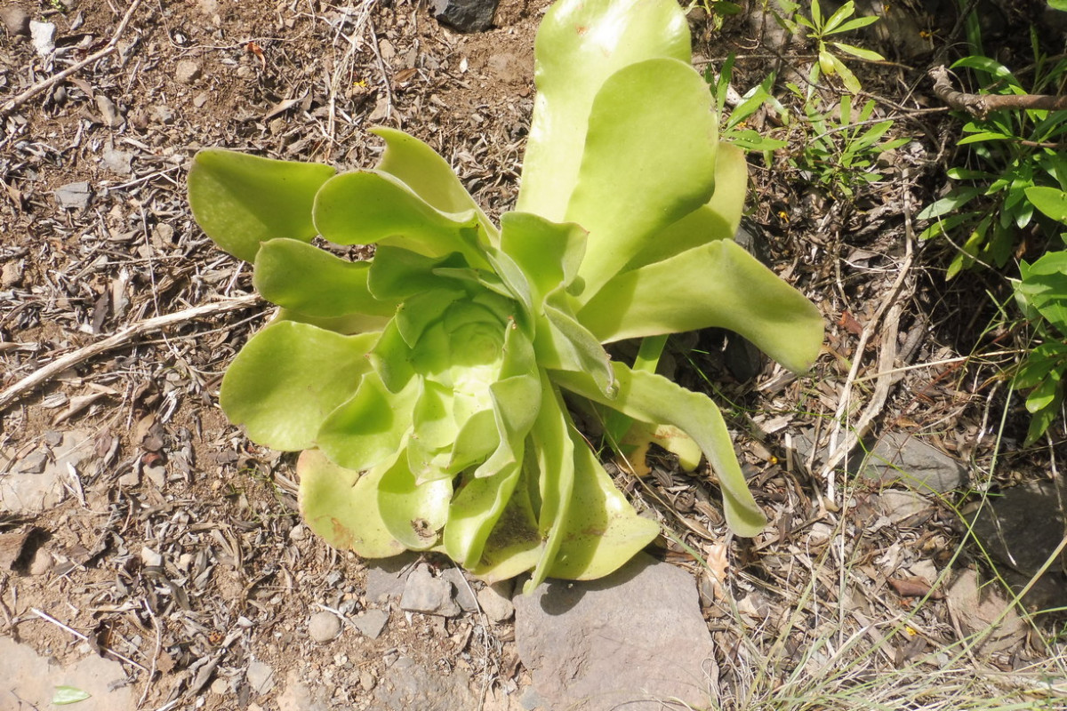 Aeonium Bäumchen 2.JPG