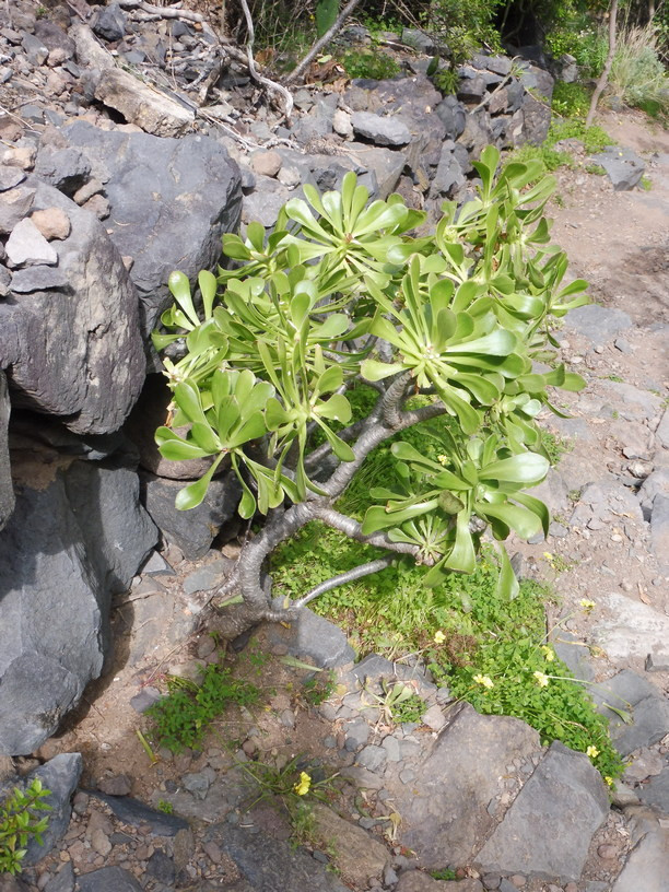 Aeonium Bäumchen 3.JPG