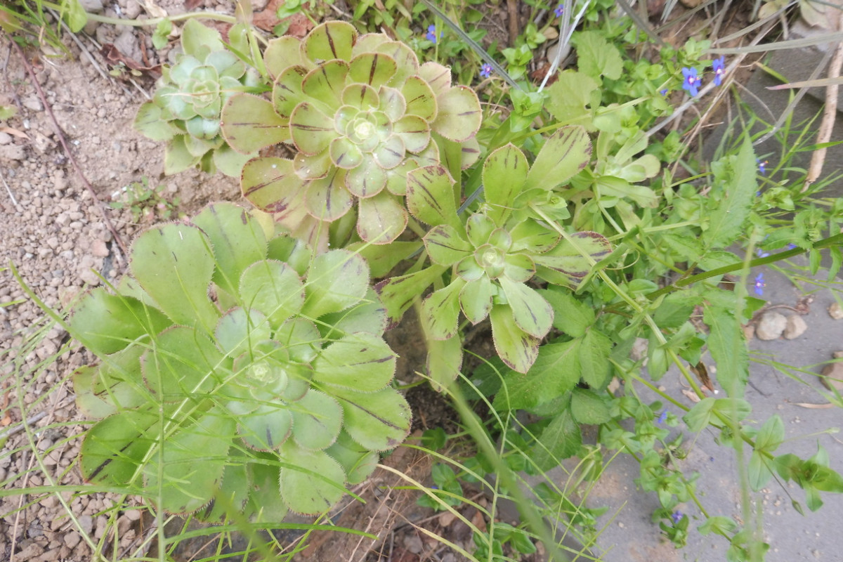 Aeonium ciliatum 1.JPG