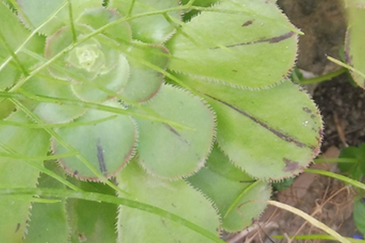 Aeonium ciliatum 2.JPG