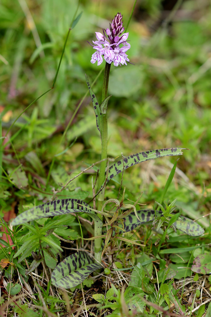 05_Dactylorhiza_fuchsii_6456.jpg