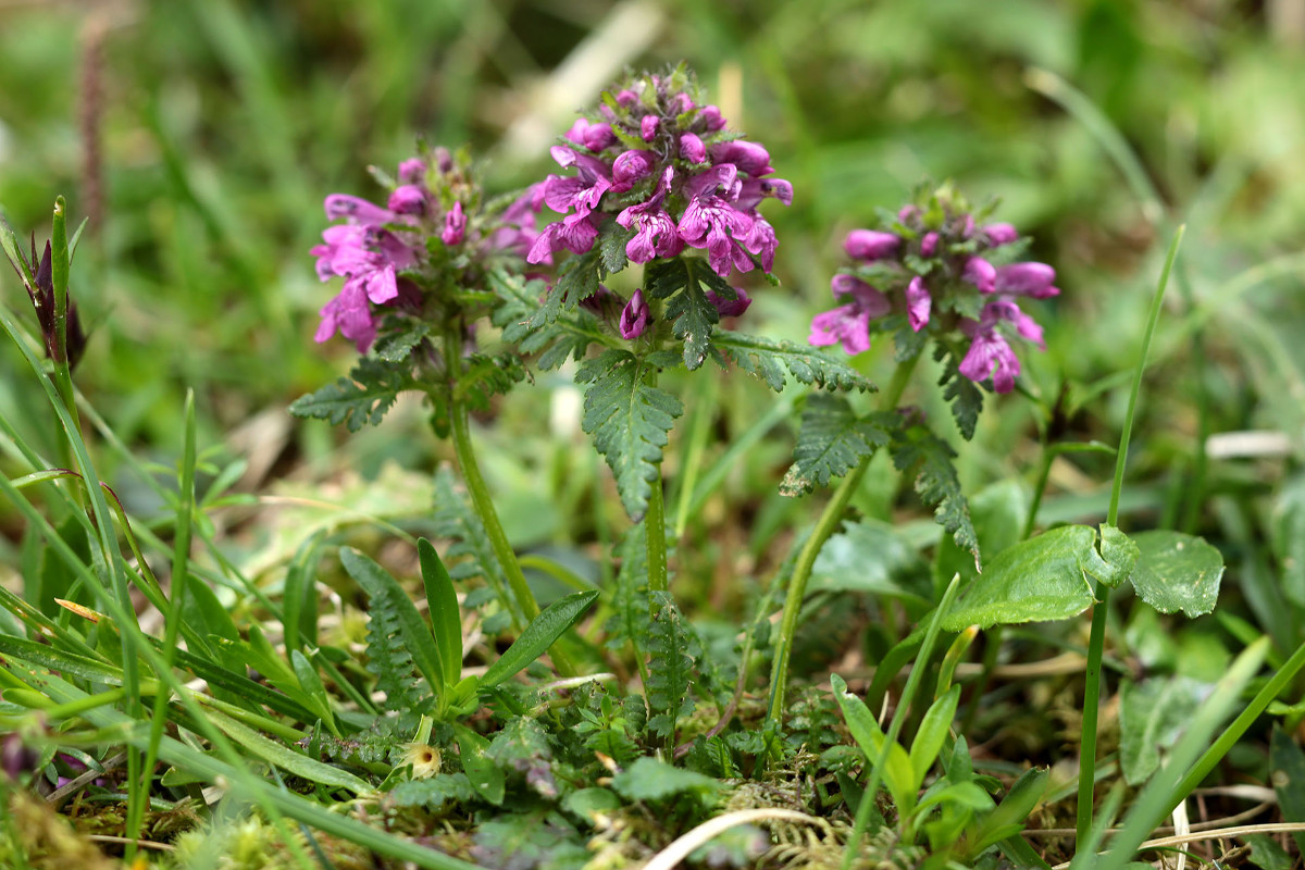 08_Pedicularis_verticillata_Quirlblaettriges_Laeusekraut_6470.jpg