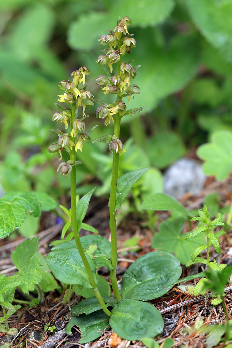 09_Coeloglossum_viride_6458.jpg