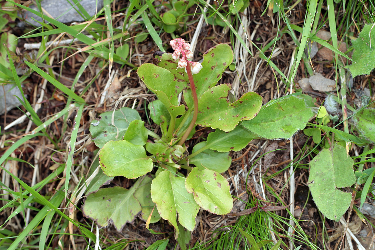 10_Pyrola_minor_6453.jpg