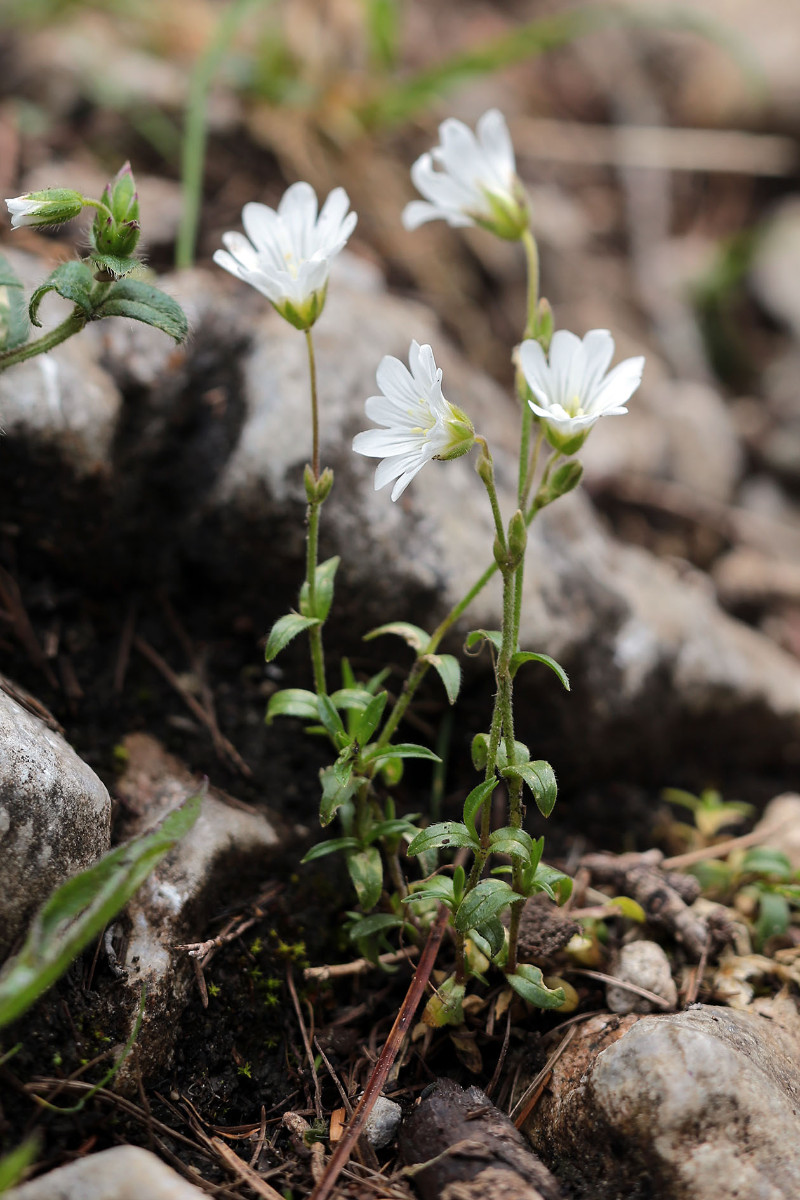 14_Cerastium_latifolium_Frage_Breitblaettriges_Hornkraut_6466.jpg