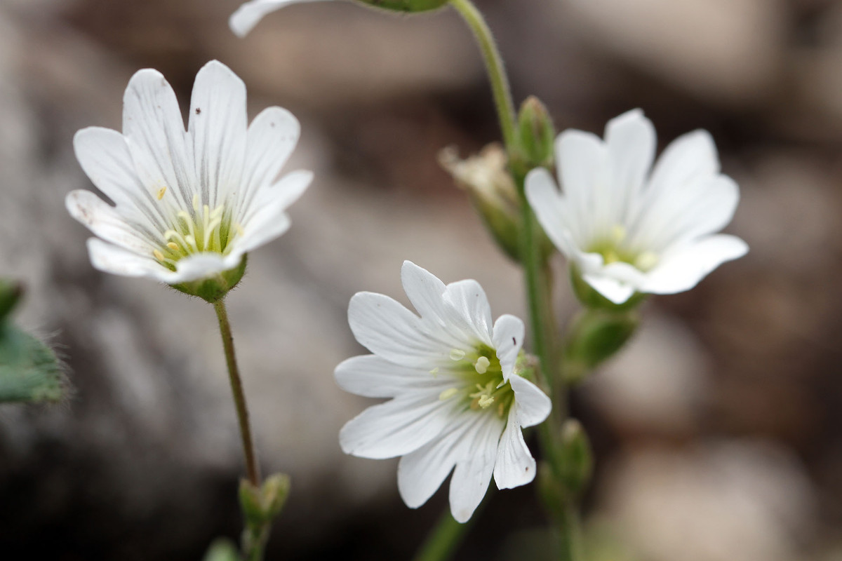 15_Cerastium_latifolium_Frage_Breitblaettriges_Hornkraut_8301.jpg