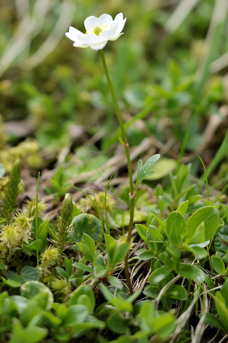 16_Ranunculus_alpestris_Alpen_Hahnenfuss_6481.jpg