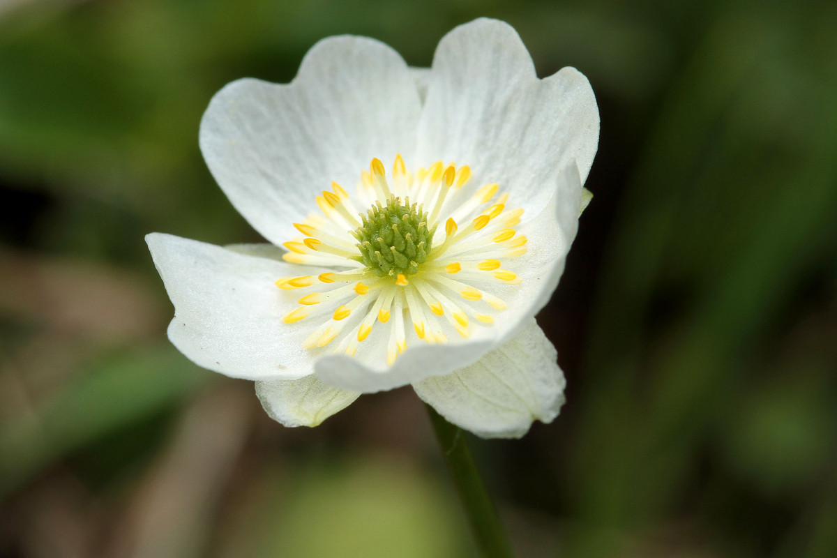 17_Ranunculus_alpestris_Alpen_Hahnenfuss_8321.jpg