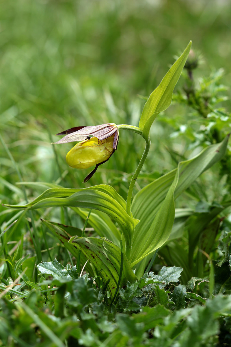 18_Cypripedium_calceolus_6484.jpg