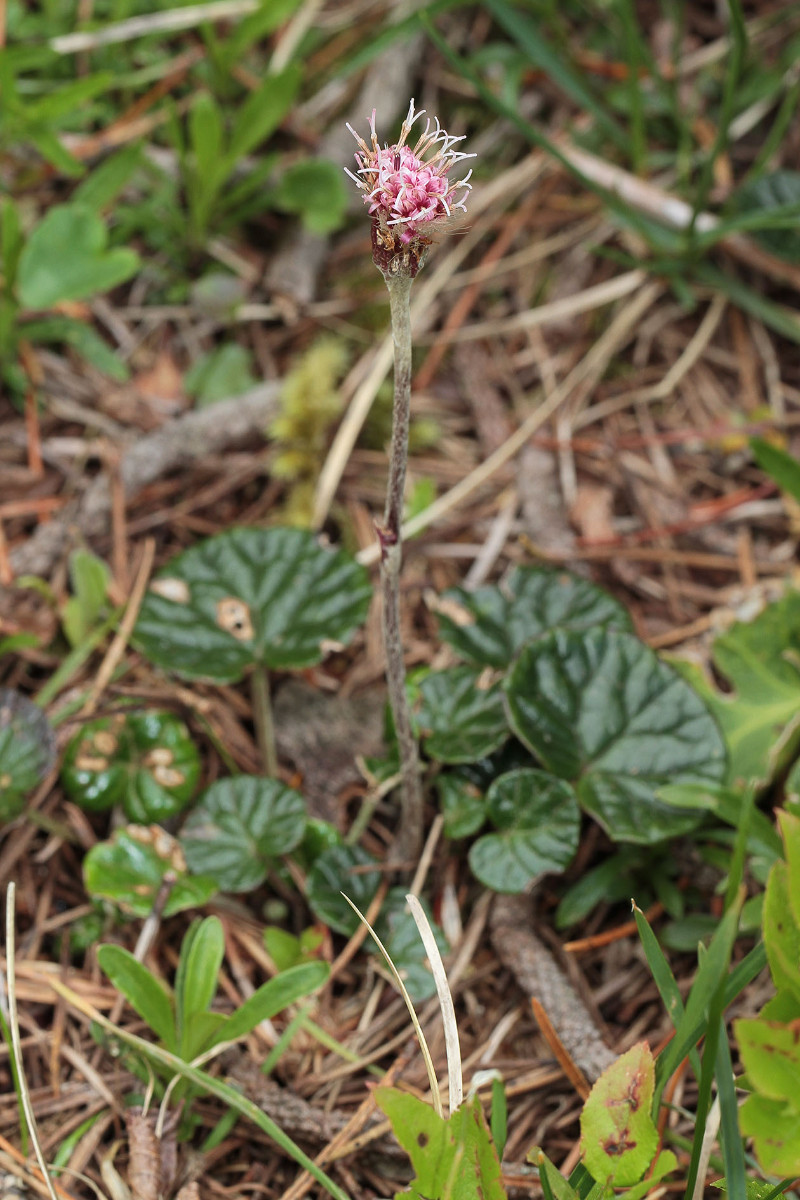 19_Homogyne_alpina_Gruener_Alpenlattich_8313.jpg