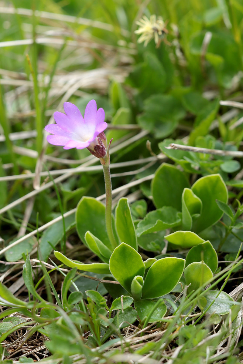 24_Primula_integrifolia_Ganzblaettrige_Primel_6504.jpg