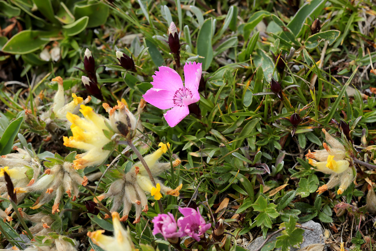 26_Dianthus_alpinus_Alpen_Nelke_6539.jpg