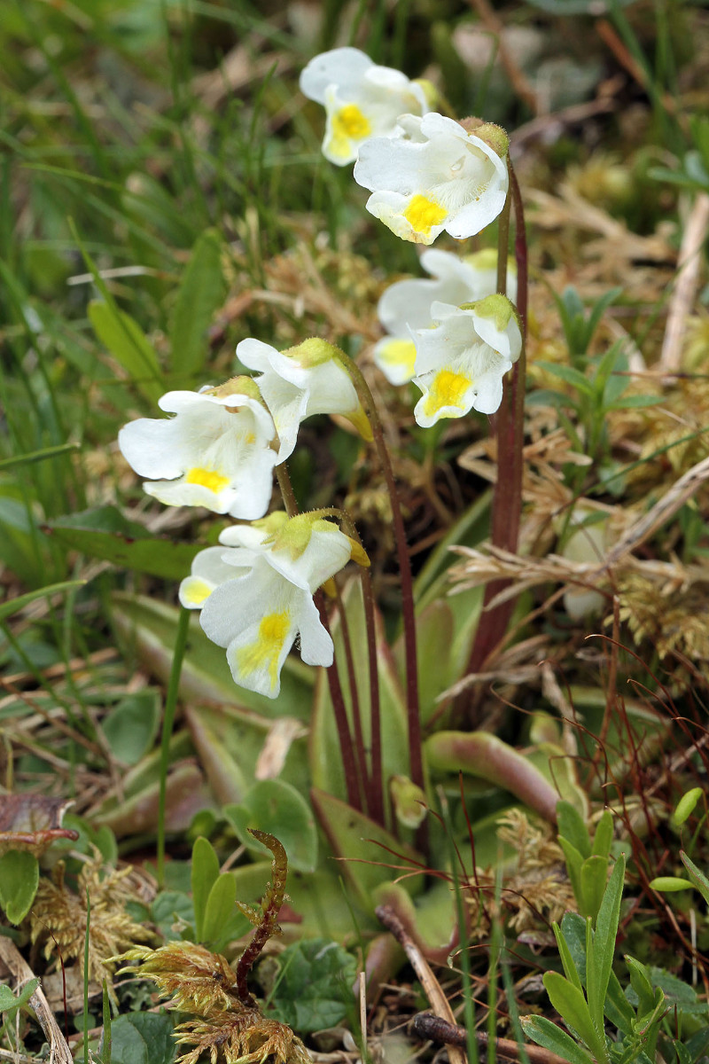 29_Pinguicula_alpina_8318.jpg