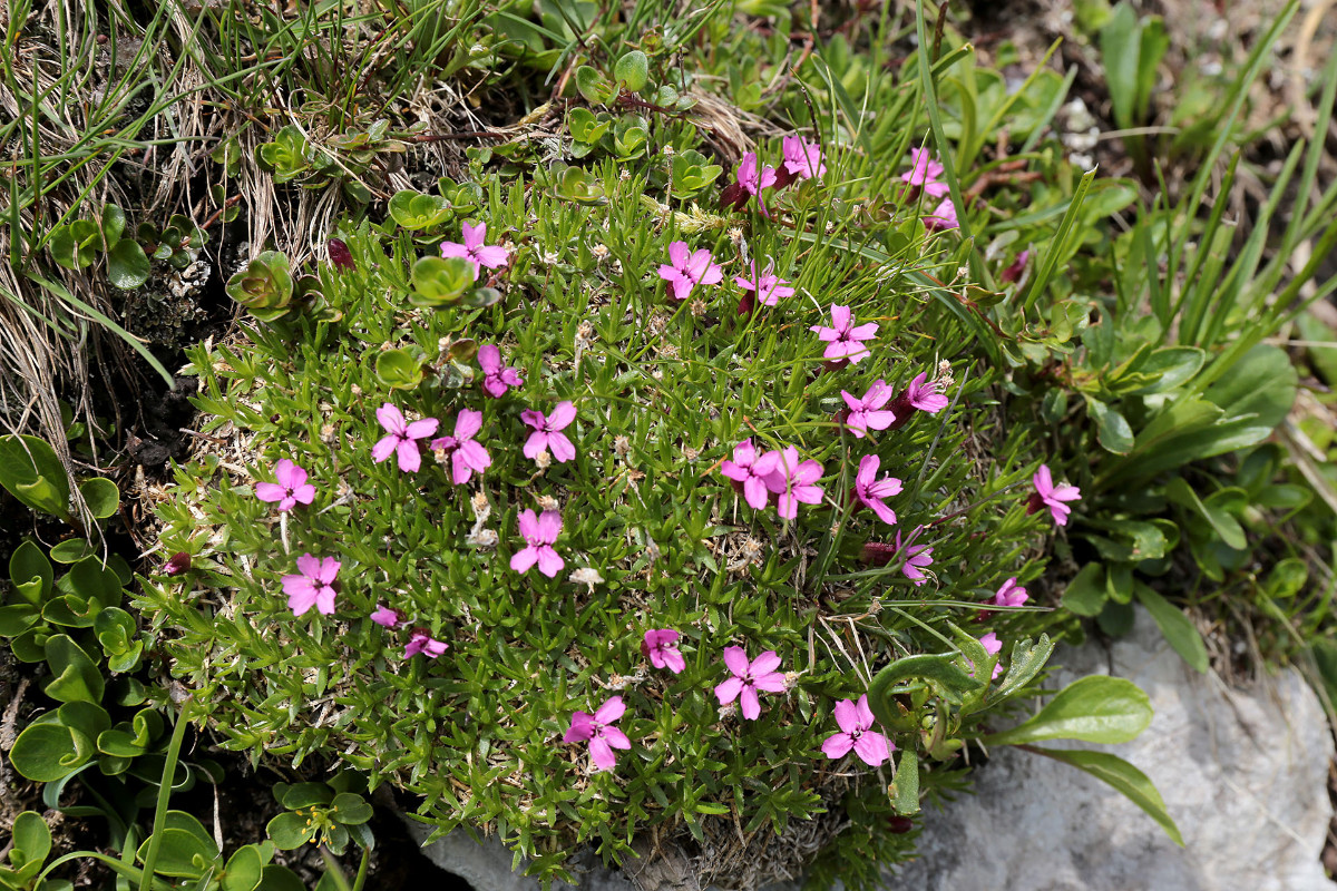 23_Silene_acaulis_Lalk_Polsternelke_6500.jpg