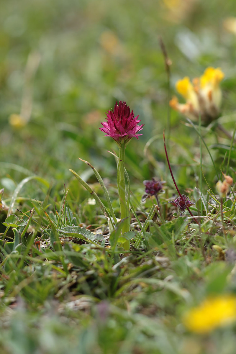 39_Nigritella_graciliflora_6526.jpg