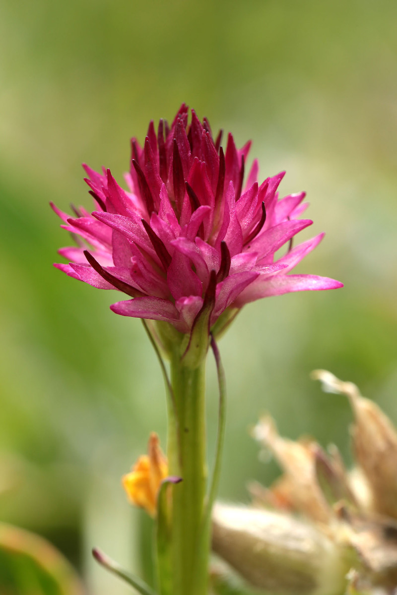 41_Nigritella_graciliflora_6533.jpg