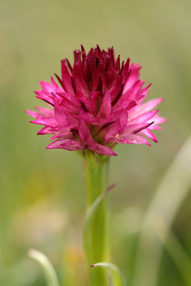 42_Nigritella_graciliflora_6535.jpg