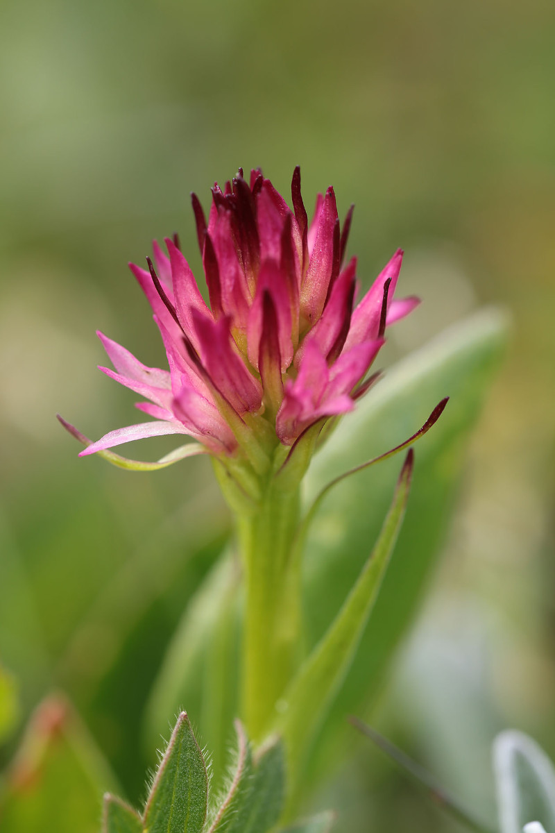 43_Nigritella_graciliflora_6538.jpg