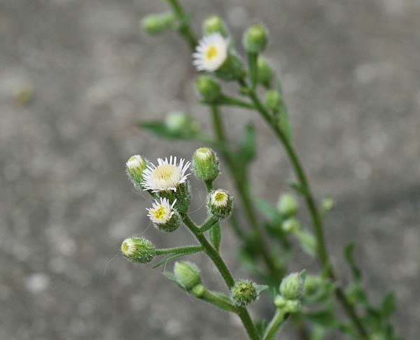 erigeron.acris1.jpg