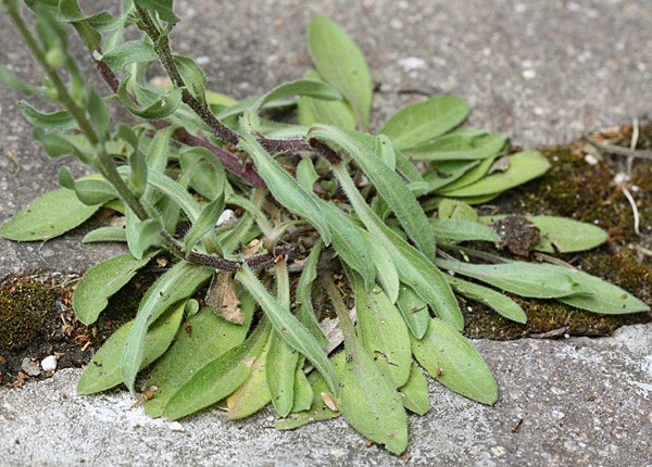 erigeron.acris2.jpg