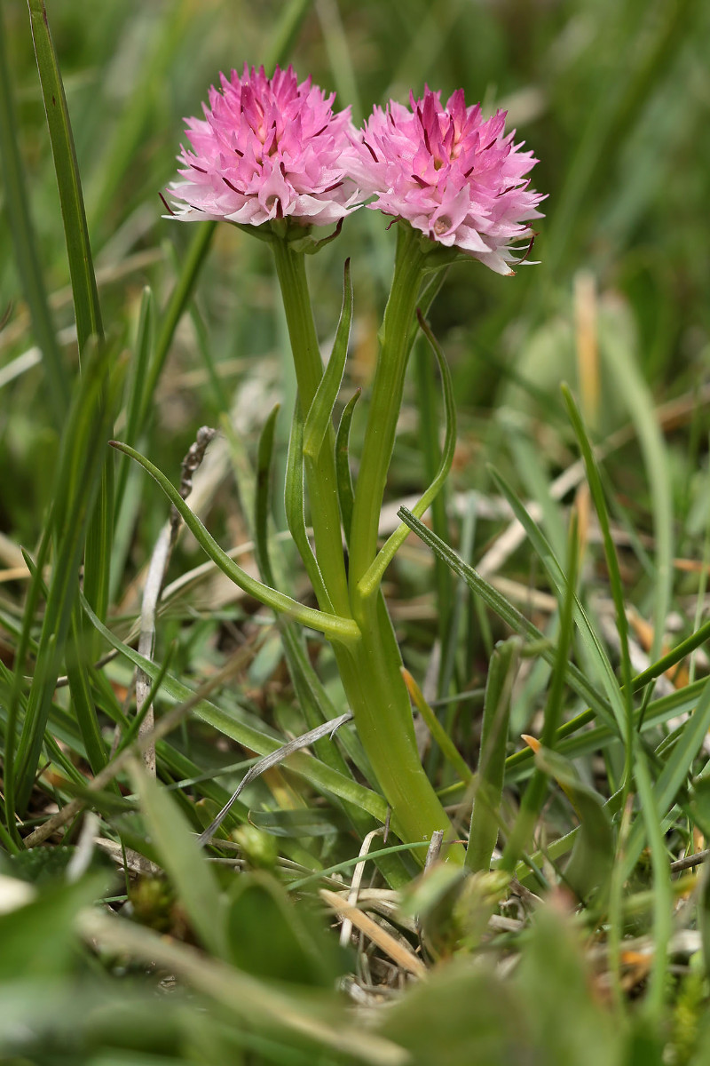 Seltene Erscheinung: Nigritella mit geteilten Blütenspross