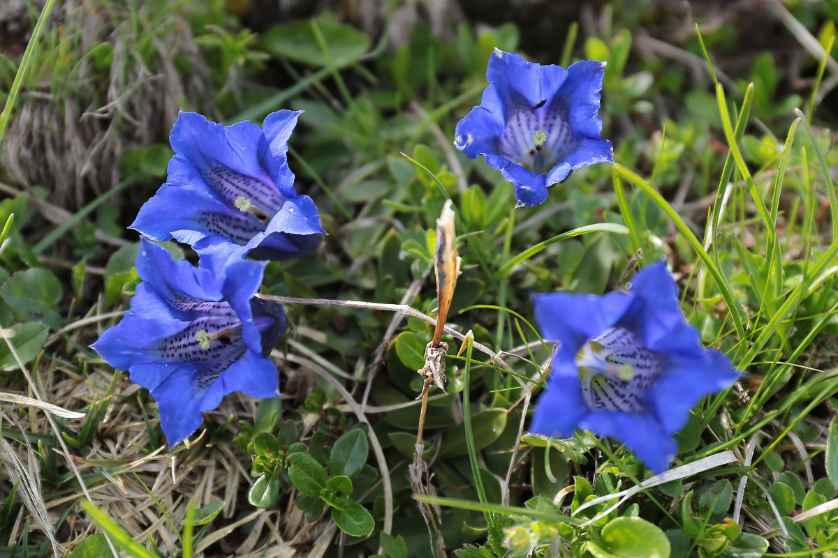 59_Gentiana_clusii_6651.jpg