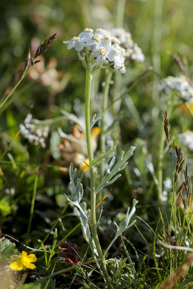 60_Achillea_clavenae_Bittere_Schafgarbe_6646.jpg