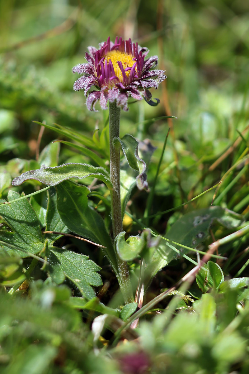 Bin mir hier nicht sicher. Zuerst dachte ich an Erigeron, aber vielleicht ist es einfach eine knospige Alpenaster.