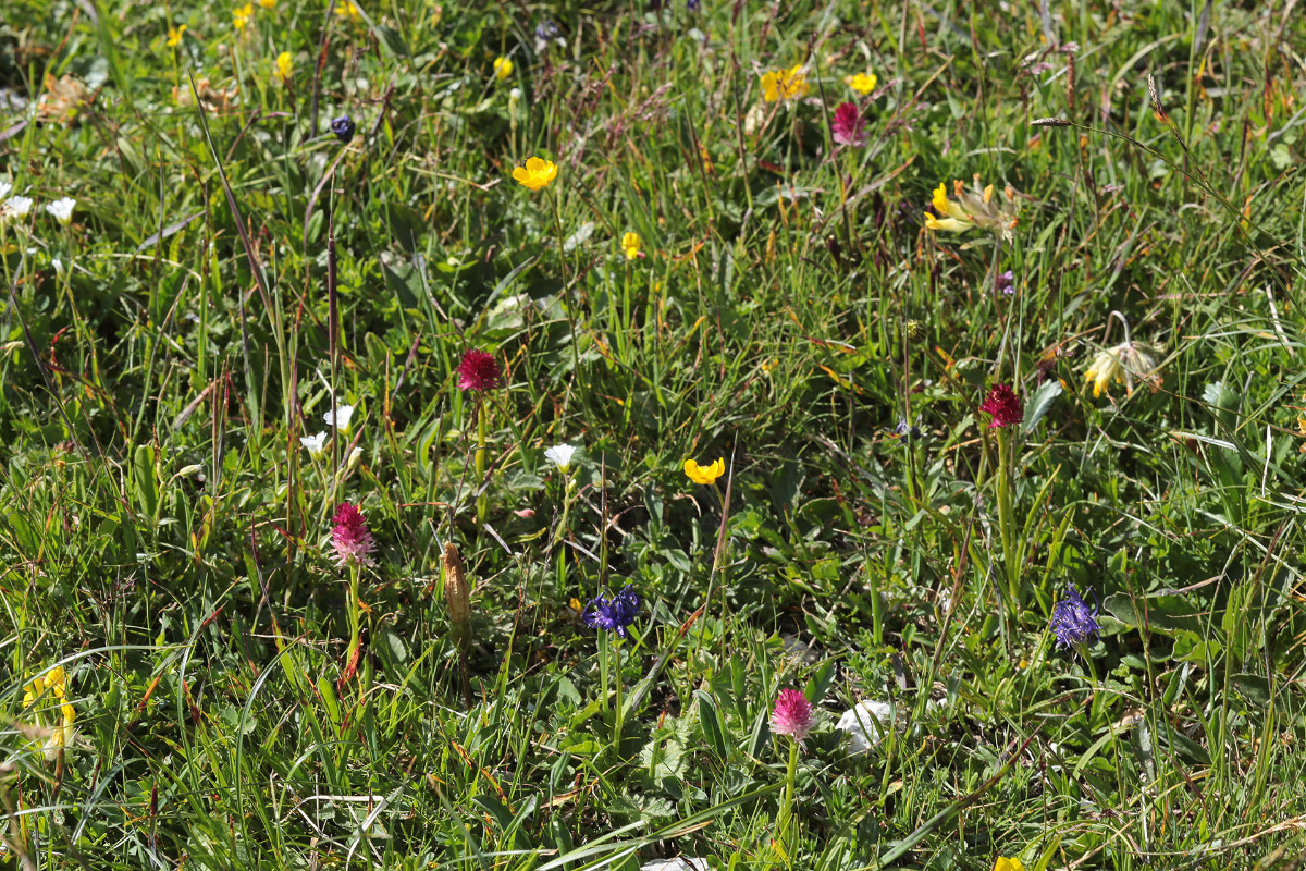 63_Nigritella_bicolor_mit_Nigritella_miniata_6671.jpg