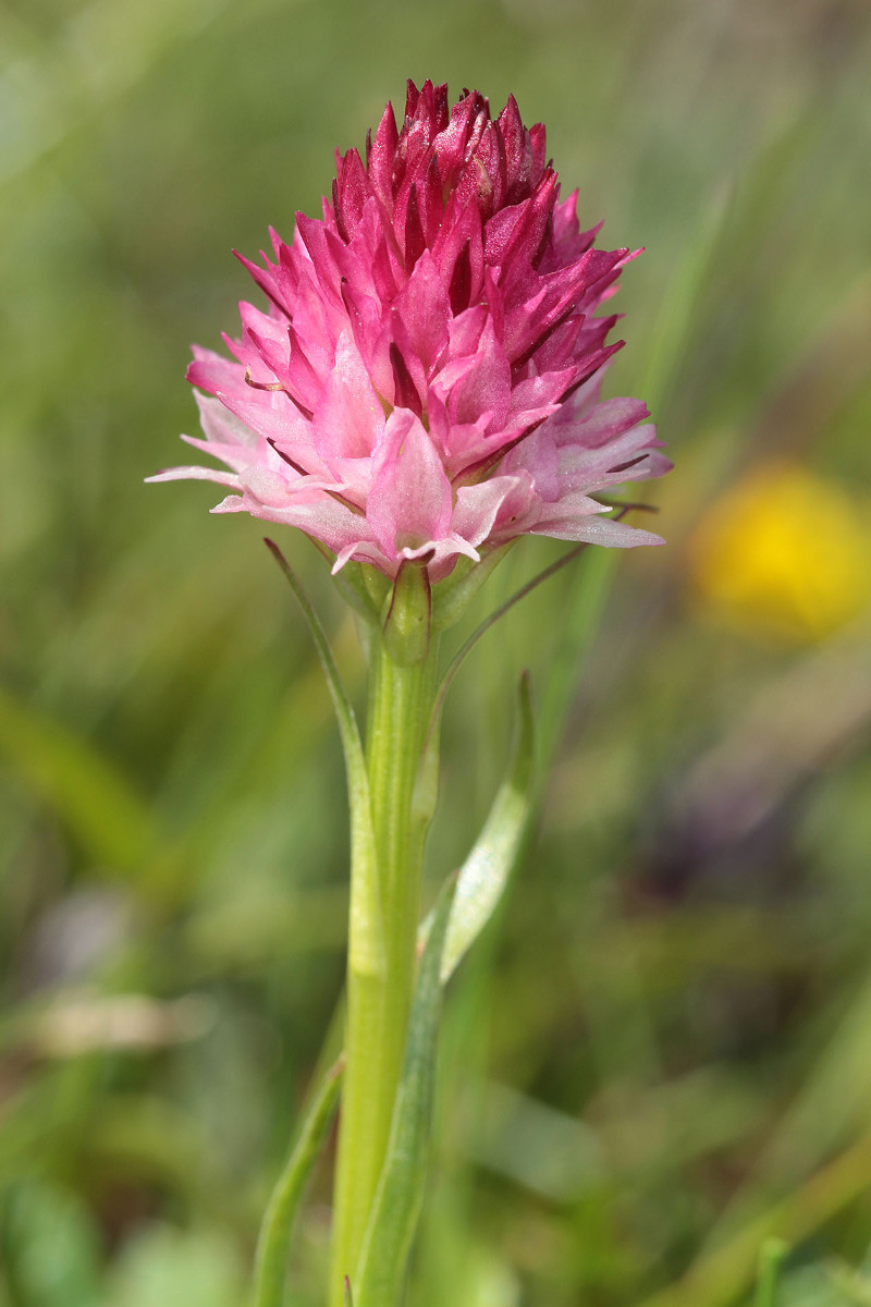 Nigritella_bicolor_1zu2_8480.jpg