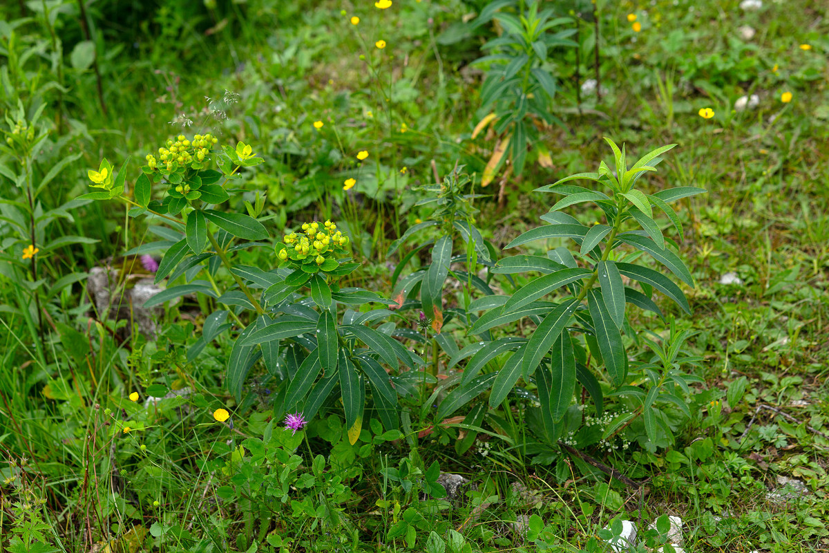 03_Euphorbia_austriaca_Oesterreichische_Wolfsmilch_0001.jpg
