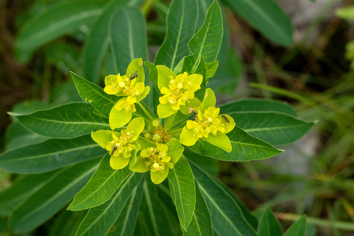 04_Euphorbia_austriaca_Oesterreichische_Wolfsmilch_0006.jpg