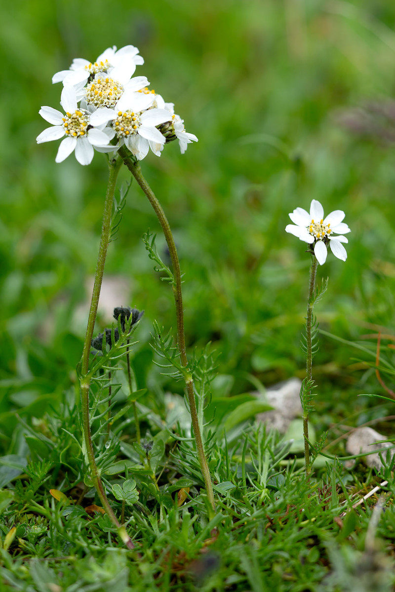 05_Achillea_atrata_Schwarzrandige_Schafgarbe_0640.jpg