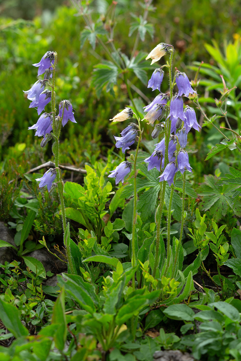 06_Campanula_barbata_Baertige_Glockenblume_0527.jpg