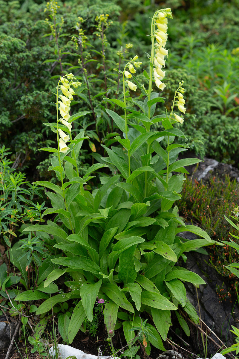 07_Digitalis_grandiflora_Großbluetiger_Fingerhut_0522.jpg