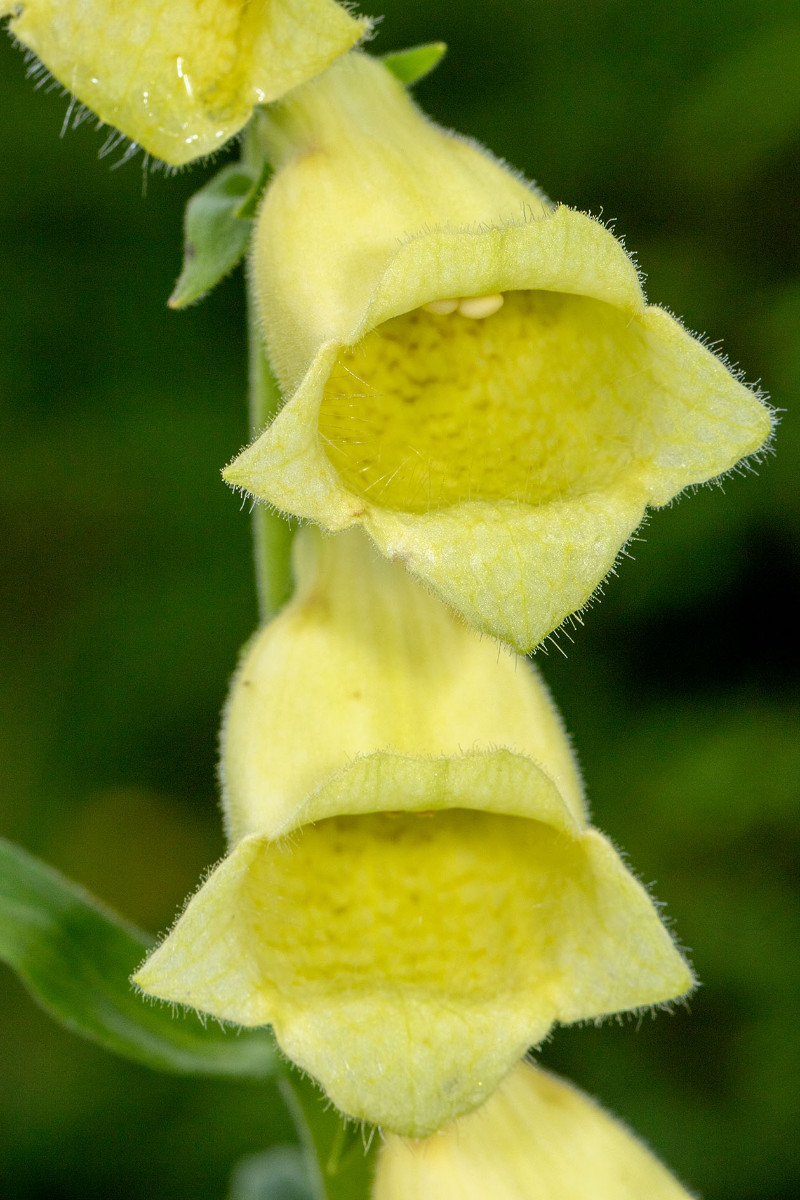 08_Digitalis_grandiflora_Großbluetiger_Fingerhut_2352.jpg