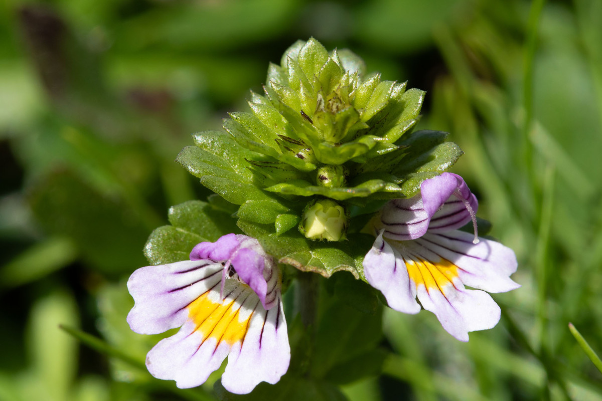 09_Euphrasia_alpina_Alpen-Augentrost_2460.jpg