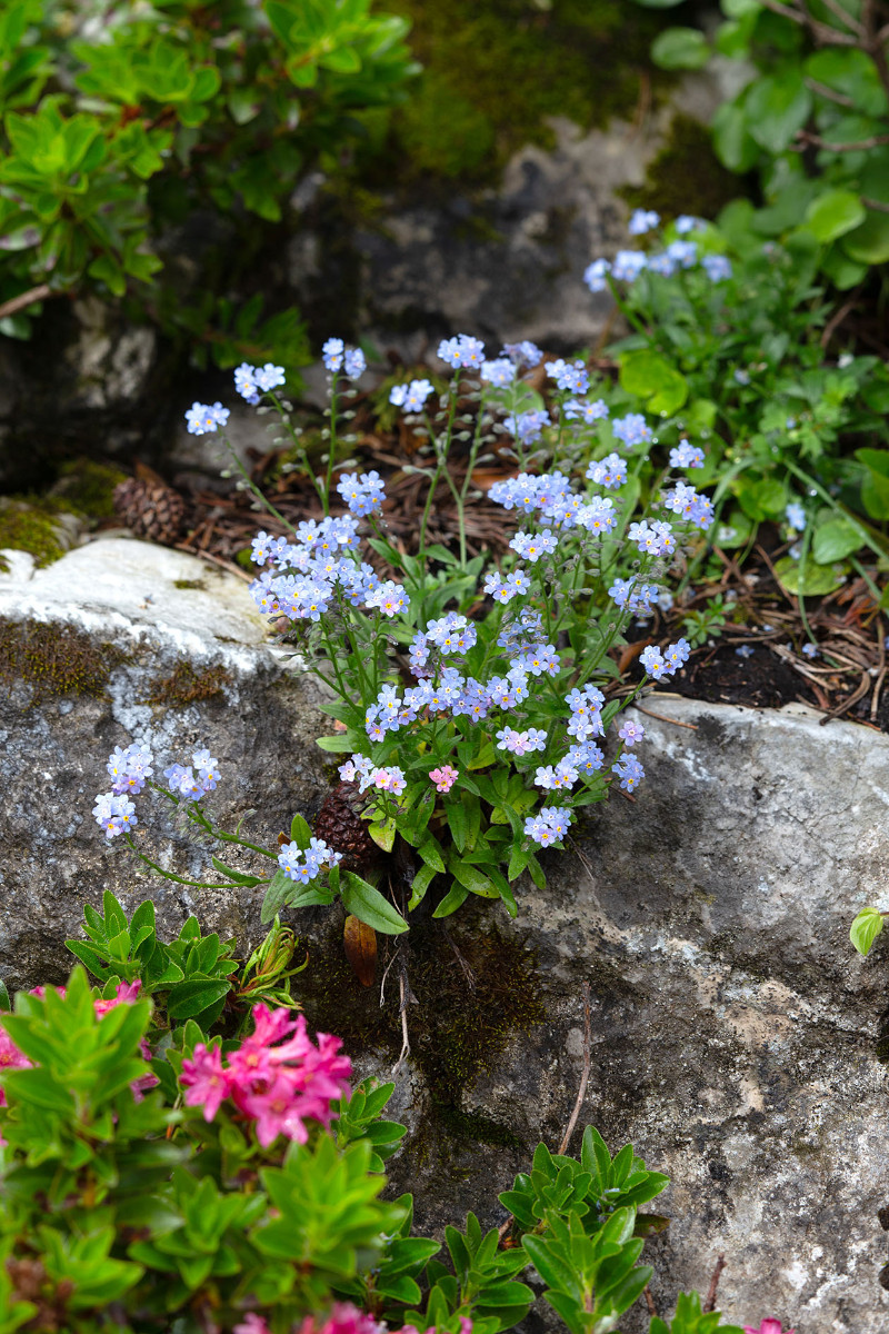 11_Myosotis_alpestris_Alpen_Vergissmeinnicht_0538.jpg