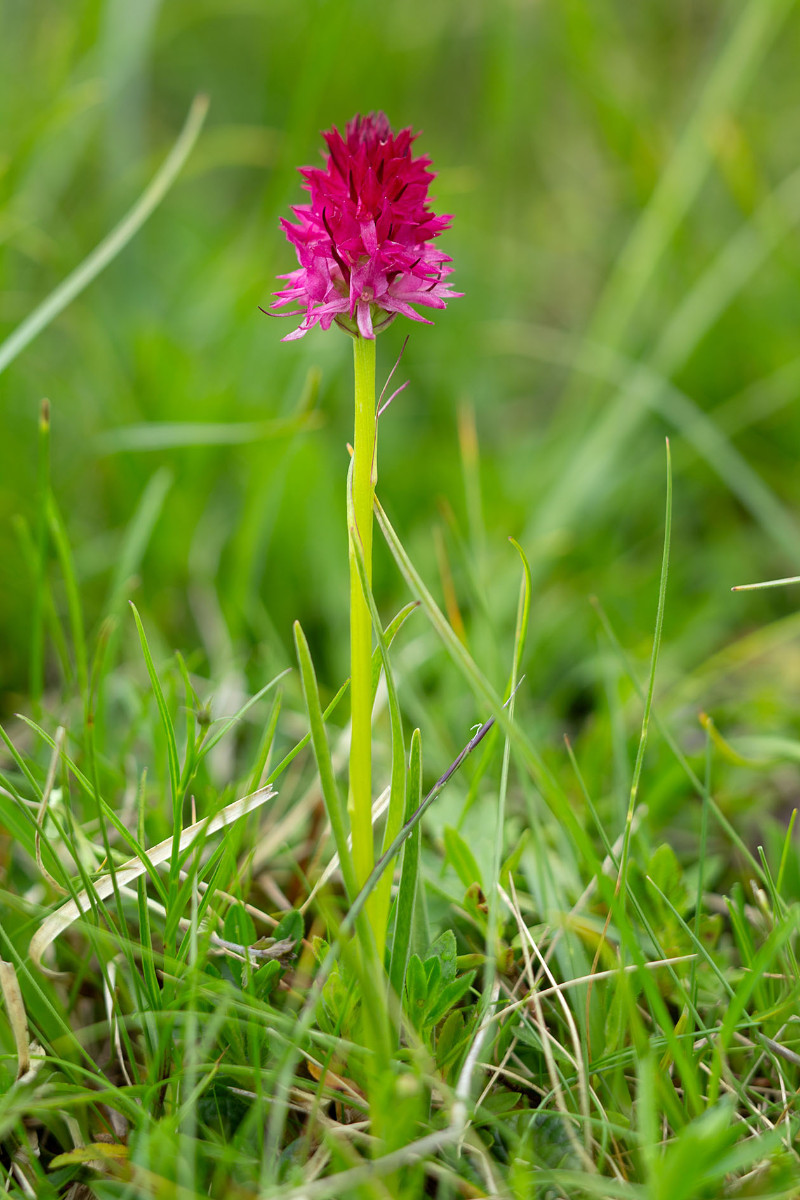 23_Nigritella_bicolor_0598.jpg