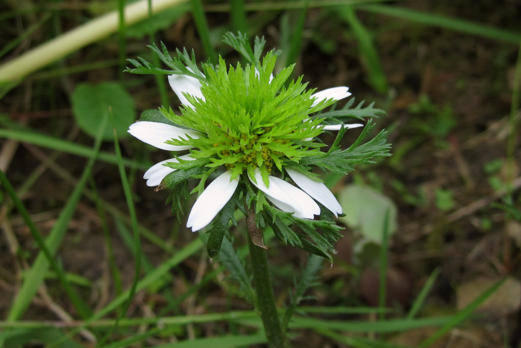 anthemis_arvensis_2023-05-27a.jpg